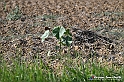 VBS_5273 - La solita strada... il grano da crescere, i campi da arare...